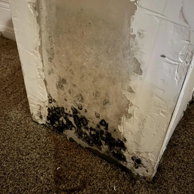 Professional Mold Removal in Hot Spring County, AR